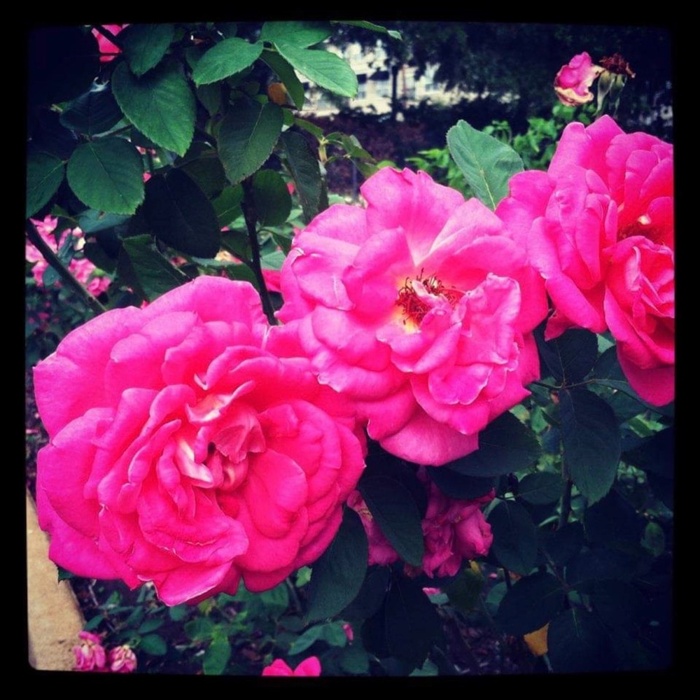 Meet your Posher, Jess